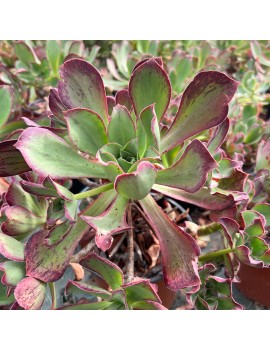 Aeonium 'Marnier-Lapostolle'