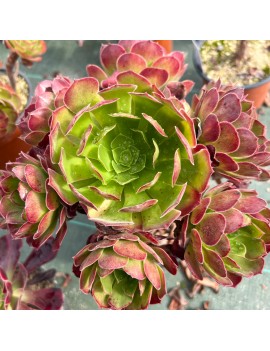 Aeonium 'Jack Catlin'