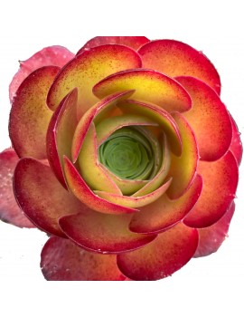 Aeonium 'Jack Catlin'