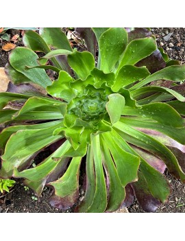 Aeonium 'Pomegranate'