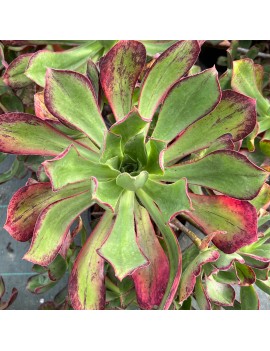 Aeonium 'Marnier-Lapostolle'