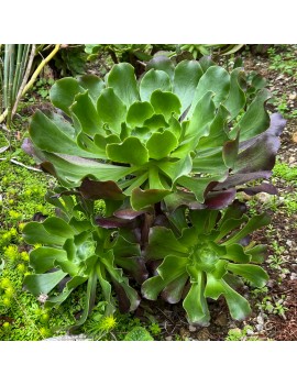 Aeonium 'Pomegranate'