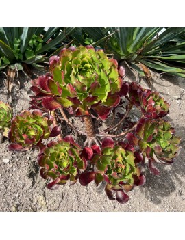 Aeonium 'Pomegranate'