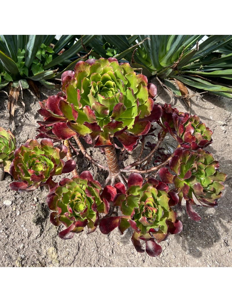 Aeonium 'Pomegranate'