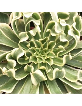 Aeonium 'Green Wave'