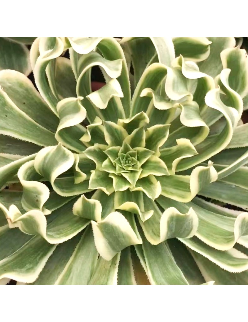 Aeonium 'Green Wave'