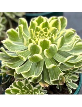 Aeonium 'Green Wave'