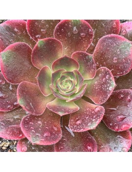 Aeonium 'Athena'