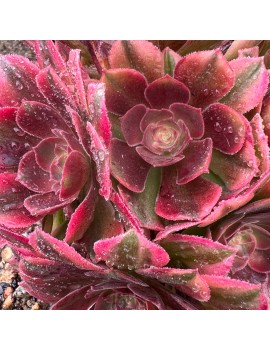 Aeonium 'Athena'