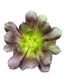 Aeonium 'Athena'