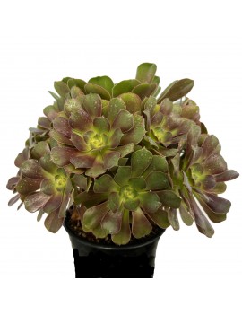 Aeonium 'Athena'