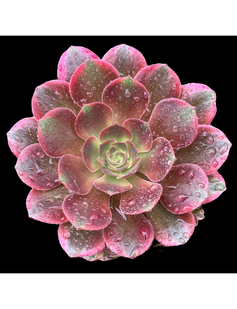 Aeonium 'Athena' Aeonium 'Athena'