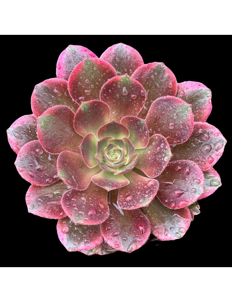 Aeonium 'Athena'