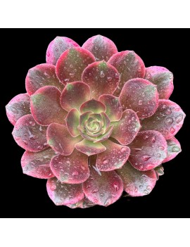 Aeonium 'Athena'