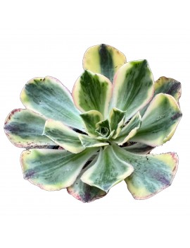 Aeonium 'Marnier Lapostolle Variegated'