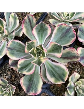 Aeonium 'Marnier Lapostolle Variegated'