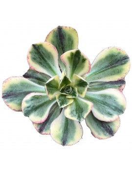 Aeonium 'Marnier Lapostolle Variegated'