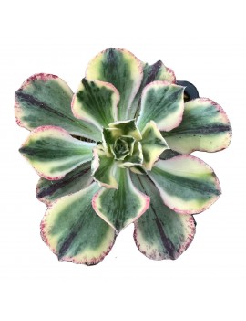 Aeonium 'Marnier Lapostolle Variegated'