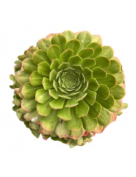 Aeonium 'Salad Bowl'