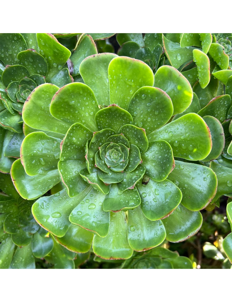 Aeonium arboreum