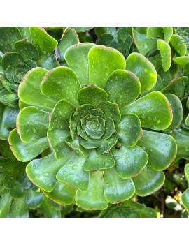 Aeonium arboreum