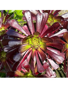 Aeonium 'Zwartkop'