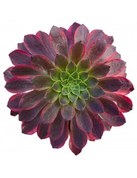 Aeonium 'Fiesta'