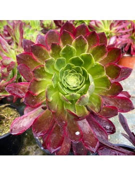 Aeonium 'Fiesta'