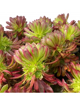 Aeonium 'Fiesta'