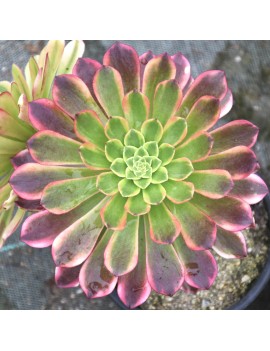 Aeonium 'Fiesta'