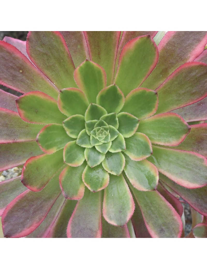 Aeonium 'Fiesta'