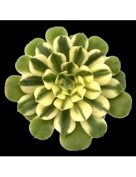 Aeonium 'Maybach'