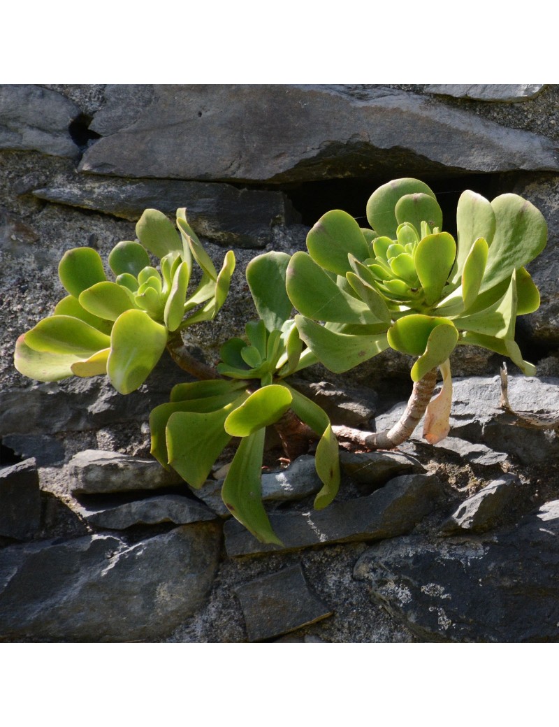 Aeonium glutinosum Aeonium glutinosum