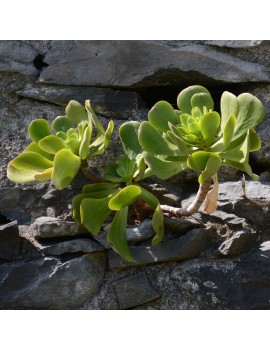 Aeonium glutinosum