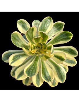 Aeonium 'Zeus'