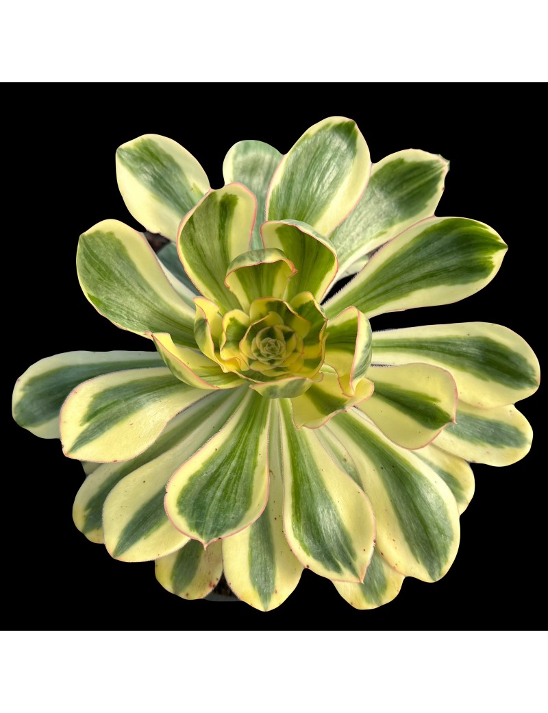 Aeonium 'Zeus'