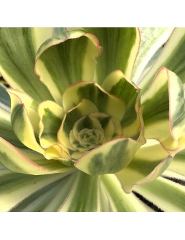 Aeonium 'Zeus'