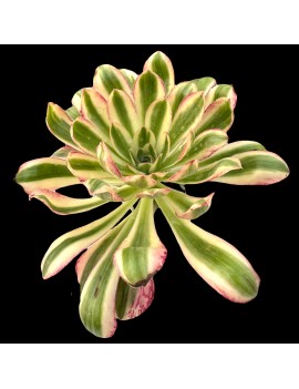 Aeonium 'Zeus'