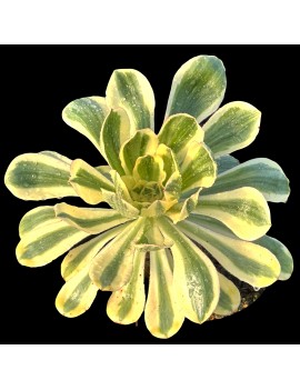 Aeonium 'Zeus'