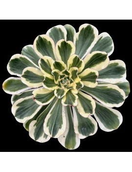 Aeonium 'Zeus'