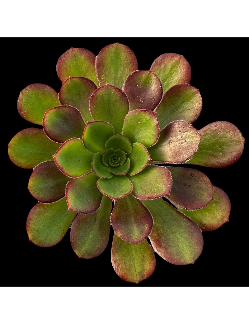 Aeonium 'Plum Purdy'