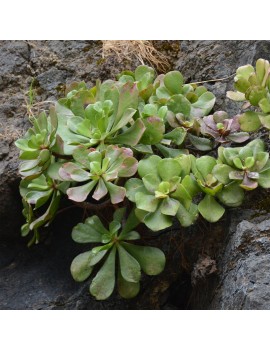 Aeonium glutinosum