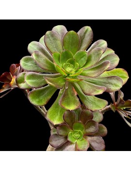 Aeonium 'Plum Purdy'