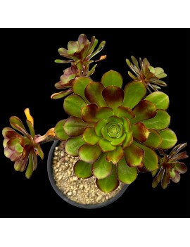 Aeonium 'Plum Purdy'