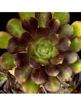 Aeonium 'Plum Purdy'