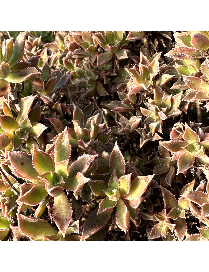 Aeonium decorum var. alucense