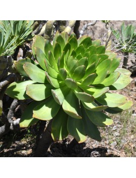 Aeonium appendiculatum