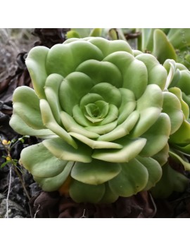 Aeonium canariense var. canariense