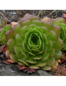 Aeonium canariense var. canariense