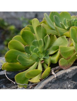 Aeonium glutinosum